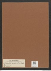 Nitzschia perpusilla Rabh. (de-Toni-Nr.: Genus 47, Species 2138) Zeichnungen Sammlung Grunow Mappe 02270 (Herbarium_W_Grunow_drawings_Folder_02270)
